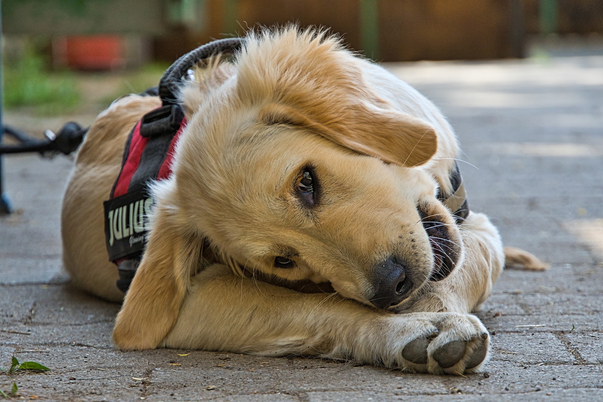 A golden retriever